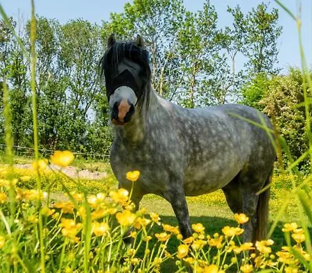 Natuurhuisjes Lust En Last